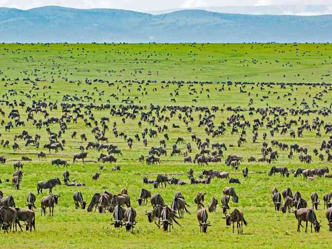 safari tanzania mejor epoca